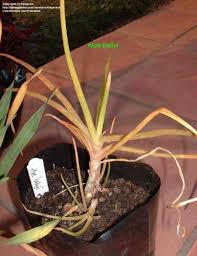 Image result for Aloe ballii