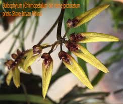 Image result for Zeuxine elongata