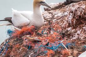 Plastik Im Meer Die Folgen Der Vermullung Fur Umwelt Und Tiere Peta Deutschland E V