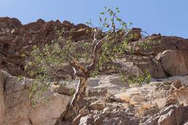 Image result for Sterculia africana