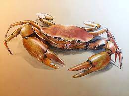 Greatbigcanvas.com has been visited by 100k+ users in the past month The Crab Here This Time With Colored Pencils Sketching Sketch Animal Drawing Illustration Animalart Art Ar Animal Drawings Crab Art Crab Illustration