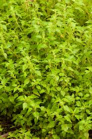 Image result for Urticaceae