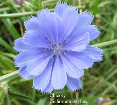 Image result for Cichorium