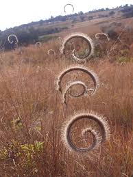 Image result for Ctenium