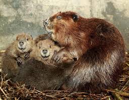 Kanadische Biber Im Zoologisch Botanischen Garten Wilhelma In Stuttgart Tierisch Tiere Biber