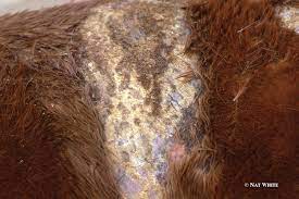 Know Your Ringworm From Your Rain Rot Us Equestrian