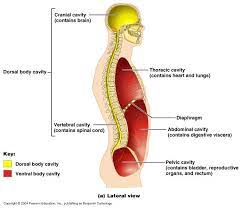 The ventral cavity and the dorsal cavity are the largest. Ch01 Body Cavity And Imaging Terms