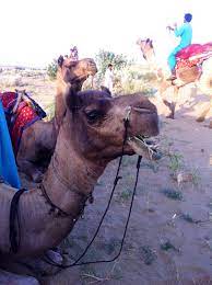 The first step to creating positive change for these animals is recognizing the cruelty that threatens them. The Cruel Case Of The Jaisalmer Camel A Lazy Girl Goes Green
