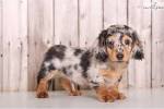 Cream Long Haired Dachshund Puppies