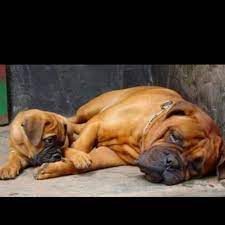 Pin By Krista Pappas On Bullmastiffs Bull Mastiff Giant Dog Breeds Mastiff Breeds