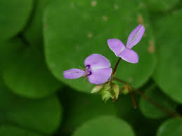 Image result for Dovyalis rotundifolia