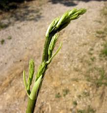 Maybe you would like to learn more about one of these? Pungitopo Proprieta