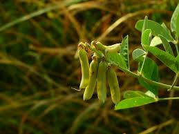 Image result for Crotalaria distans