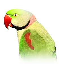 African grey parrots for sale near me. Alexandrine Parakeet Personality Food Care Pet Birds By Lafeber Co