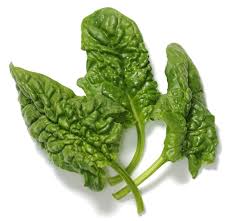 Image result for Spinacia