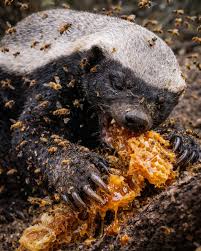 Bees everywhere. Stings landing nonstop. And it does not stop. This is a honey  badger, also called a ratel. And this is exactly why it has a legendary  reputation. It is actively