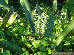 Image result for Sansevieria hyacinthoides