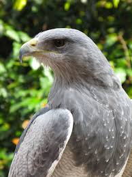Birds Of Prey Pictures South American Grey Eagle Birds Of Prey Centre Biggleswade Pet Birds Types Of Eagles Eagles