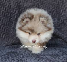 F1b is the result of a pomsky being bred (usually) to a pomeranian to achieve smaller sizes. Pomsky Puppies For Sale Brookside Pomsky