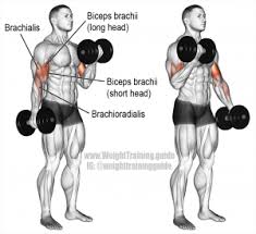 Best Biceps Exercise For Big Arms Bodybuildingequipments