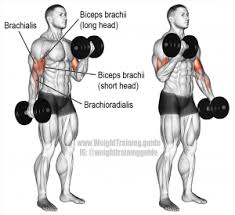 Best Biceps Exercise For Big Arms Bodybuildingequipments