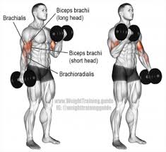 best biceps exercise for big arms bodybuildingequipments