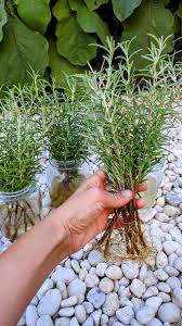 Image result for rosemary cuttings