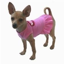 Envío gratis con amazon prime. Traditore Accettabile Coppia Abbigliamento Per Cani Grandi Amazon Settimanaciclisticalombarda It