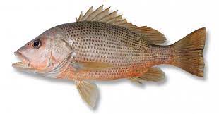 Siap dipotong keping/slice, kepala jenahak siap dibelah tengah. Info Spesies Profil Ikan Jenahak Umpan