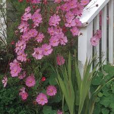 Tall annual flowers for pots. Old Fashioned Annuals Finegardening