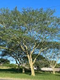 Image result for Dicoma capensis