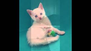 Our fosters are spread out from los banos, to stockton, and many locations in between including modesto. Los Banos Animal Shelter Youtube
