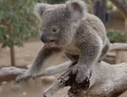 New Gif On Giphy Koala Koala Bear Cute Funny Animals