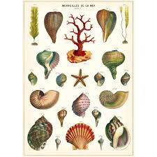 french seashell ocean life chart vintage style poster