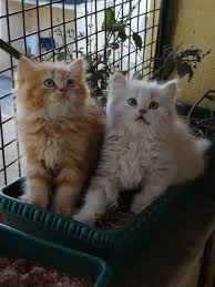 Find great deals on ebay for cat persian. Top 10 Pet Shops For Persian Cats In Kannur Best Persian Cat Dealers Justdial