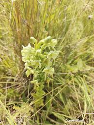 Image result for Habenaria epipactidea