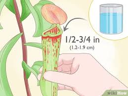 Pitcher plants resemble their name: How To Grow Pitcher Plants 9 Steps With Pictures Wikihow
