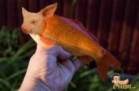 Peixe Com Focinho De Porco Capturado No Rio Grande Do Norte Farsa