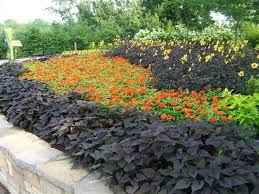 Sweetheart Purple Sweet Potato Vine Sweetheart Purple Sweet Caroline Sweetheart Purple Sweet Potato Vine Shade Garden Potato Vines Sweet Potato Vine