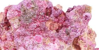 We did not find results for: Coralline Algae The Ultimate Guide Arc Reef