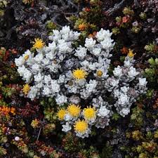 Image result for Senecio maranguensis