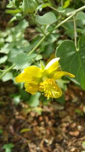 Image result for Abutilon lauraster