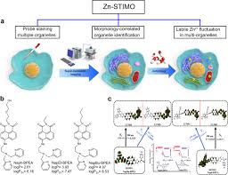What are the 8 organelles and their functions. Simultaneous Zn 2 Tracking In Multiple Organelles Using Super Resolution Morphology Correlated Organelle Identification In Living Cells Nature Communications