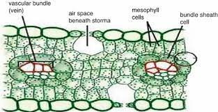 Plant cell responsible for photosynthesis. Photosynthesis Springerlink