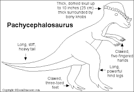 1) if you have javascript enabled you can click the print link in the top half of the page and it will automatically print the coloring page only and ignore the advertising and navigation at the top of the page. Pachycephalosaurus Enchanted Learning Software