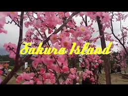 Sakura matou fate cosplay by hidori rose. Spot Foto Tema Jepang Taman Sakura Baturaja Batukuning Youtube
