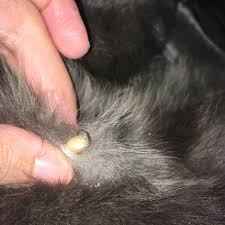 An abscess happens when infection gets under the skin and can't. Felt A Black Lump When Petting My Cat Squeezed Gently And This Came Out Popping