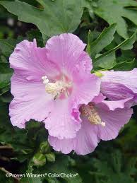 Image result for Hibiscus platycalyx