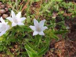 Image result for Conostomium zoutpansbergense