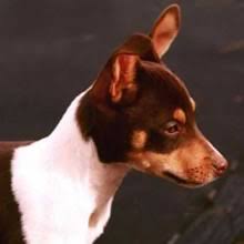 The rat terrier has sometimes been described as having a dual personality. Puppyfind Rat Terrier Puppies For Sale